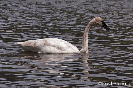 Elk NR Trumpeter Swan